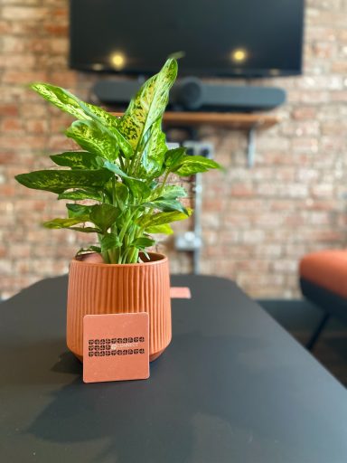 Green plant in orange container situated on a desk in a meeting room