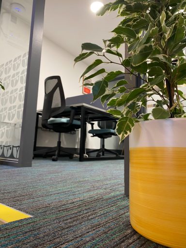 Hot desk in back room with plant in forefront